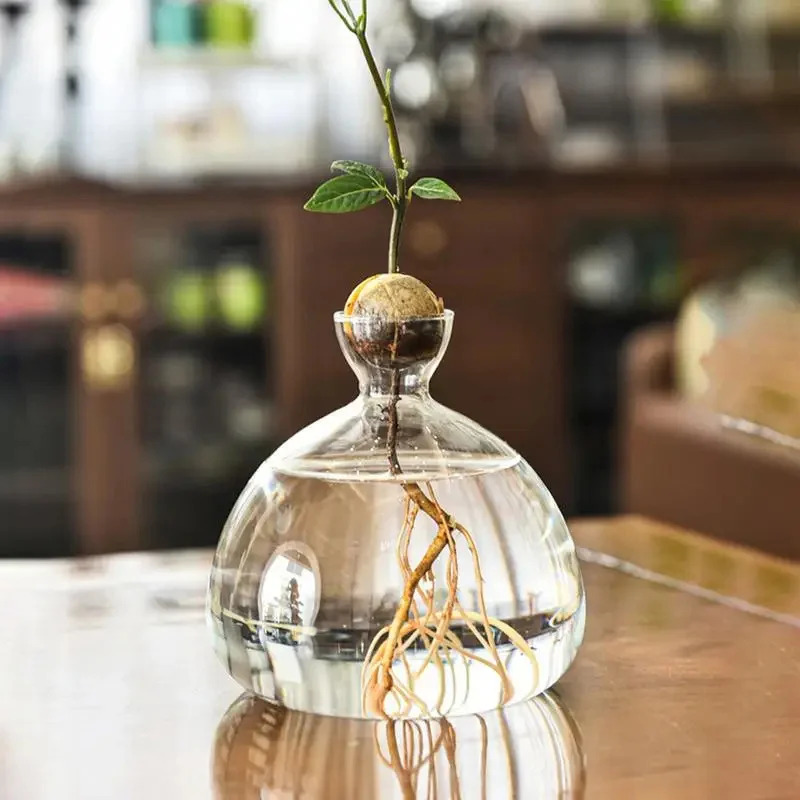 Plant Parent Kit - アボカドの種子栽培用花瓶 透明ガラス花瓶 植物栽培用 ガラス種子植え付けキット ガーデニング愛好家向け