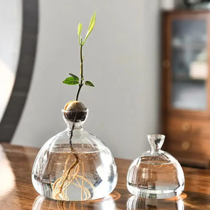 アボカドの種子栽培用花瓶 透明ガラス花瓶 植物栽培用 ガラス - Plant Parent Kit のレビューと価格