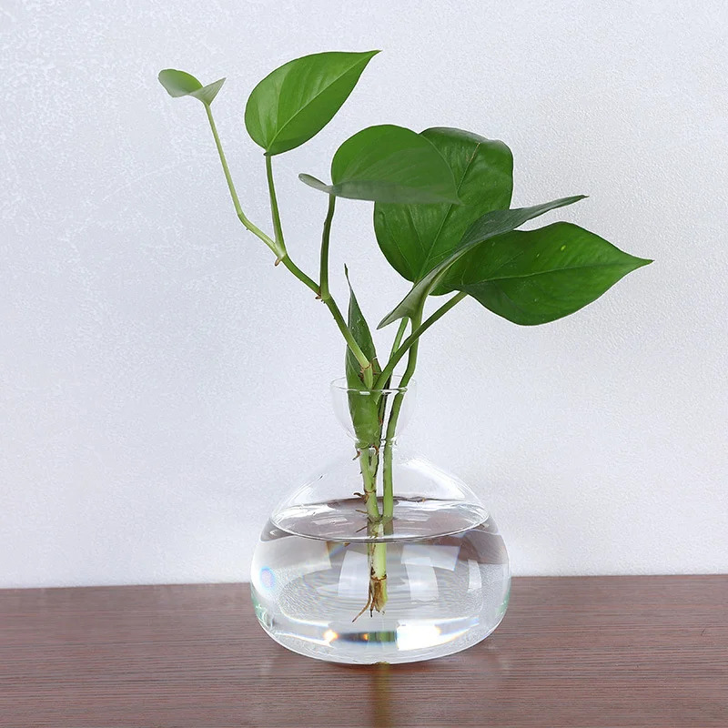 アボカドの種子栽培用花瓶 透明ガラス花瓶 植物栽培用 ガラス - Plant Parent Kit のレビューと価格